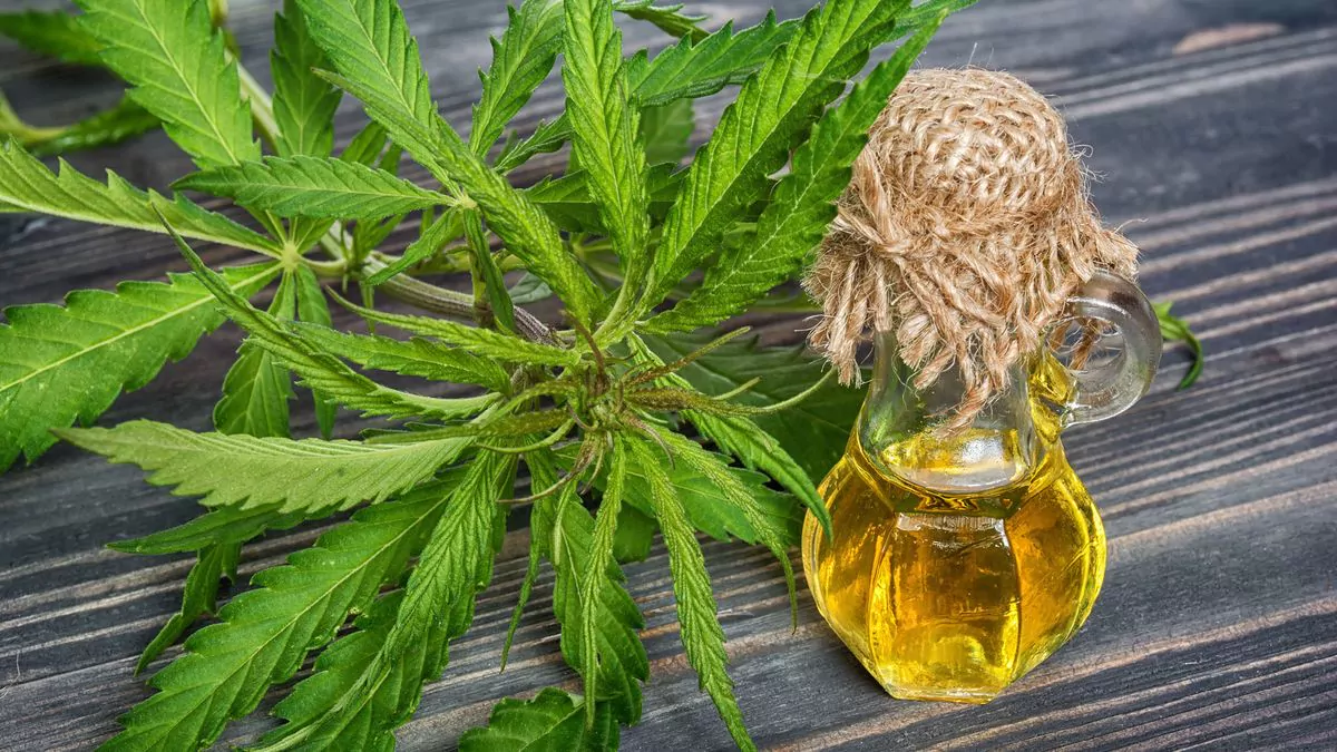 El LIF de Santa Fe fabricará aceite medicinal de cannabis