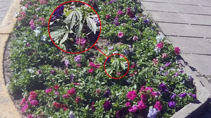 Una planta de marihuana creció en una plaza de Rafaela