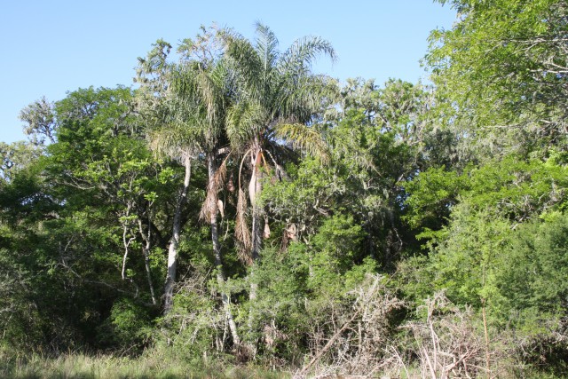 Estudian en detalle los bosques mixtos de Santa Fe