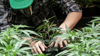 Reclamos de los usuarios de cannabis medicinal