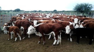 Se triplicaron los casos de alergia a la proteína de la leche de vaca