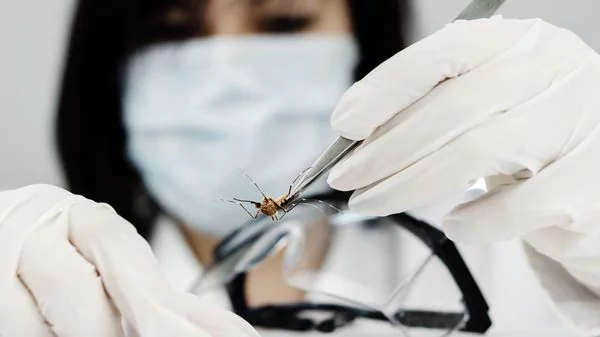 Descubren otro mosquito que sería transmisor de zika