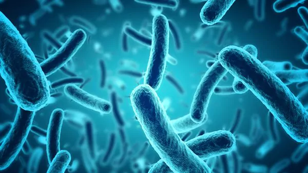 Descubren que las bacterias también pueden sentir los estímulos externos