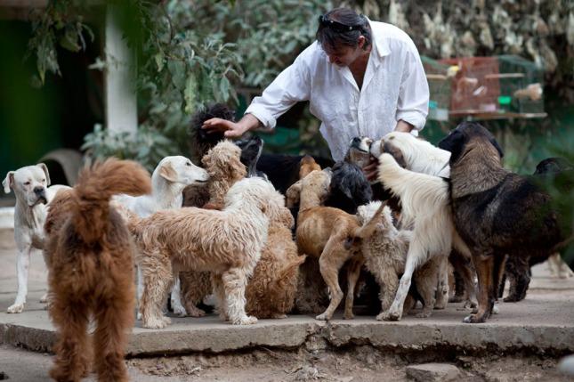 Crearán cuchas públicas para perros abandonados