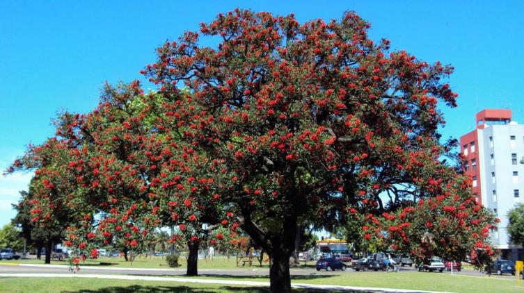 ¿Por qué se celebra hoy el Día del Árbol en Argentina?