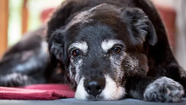 Demencia, una patología que también afecta a las mascotas 