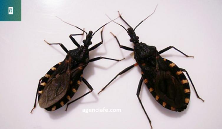 Brindó un informe sobre la enfermedad de Chagas en la provincia