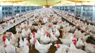 Argentina podrá exportar carne aviar a Canadá
