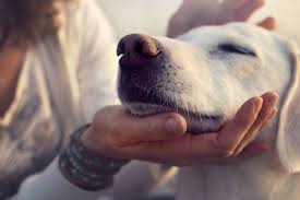 Los perros pueden oler las emociones de sus dueños