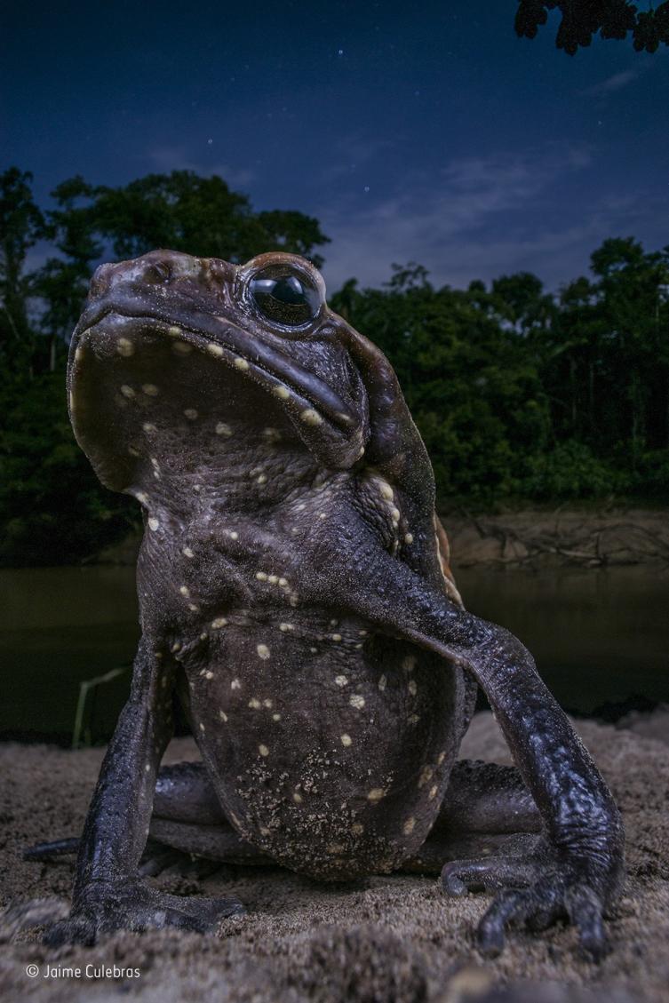 4 - Sapo posando – Jaime Culebras.