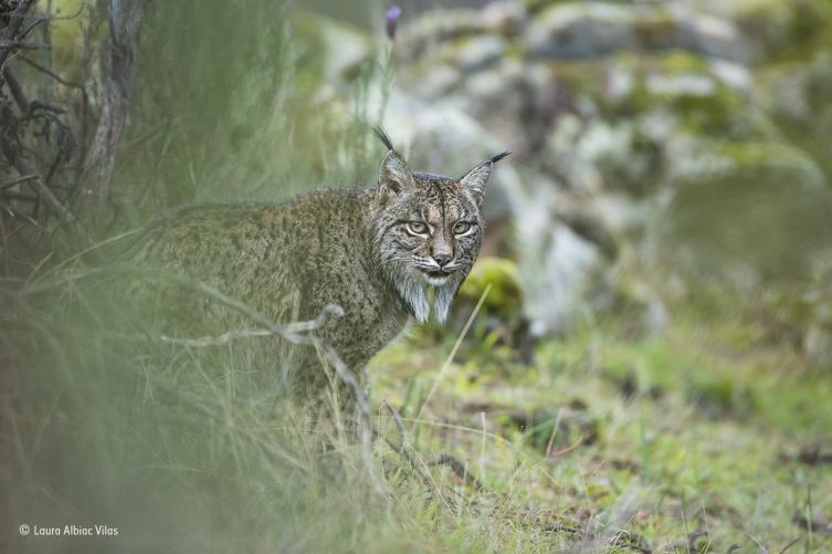 6 - La mirada de un lince – Laura Albiac Vilas.
