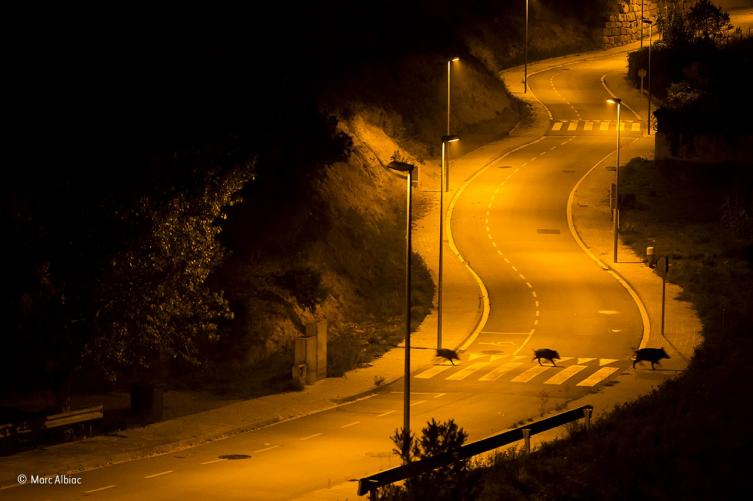 8 - Jabalíes cruzando – Marc Albiac.