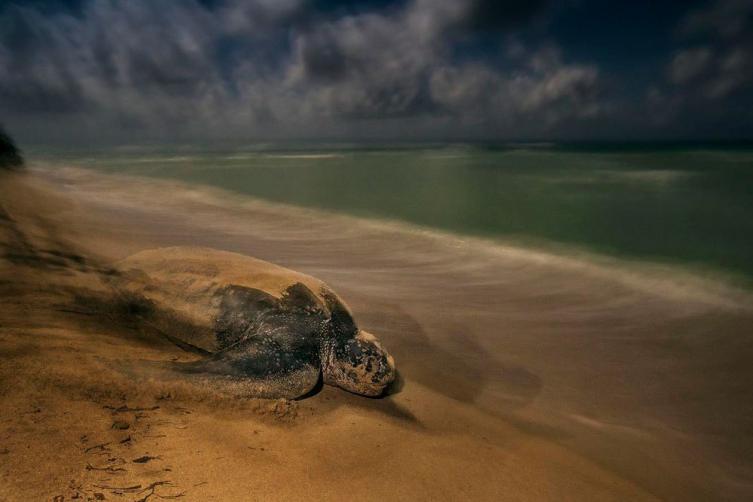 11 - The Ancient Ritual por Brian Skerry, Estados Unidos.