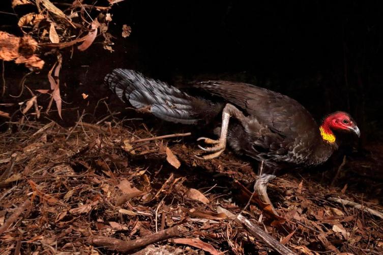 12 - The Incubator Bird por Gerry Pearce, Reino Unido / Australia.