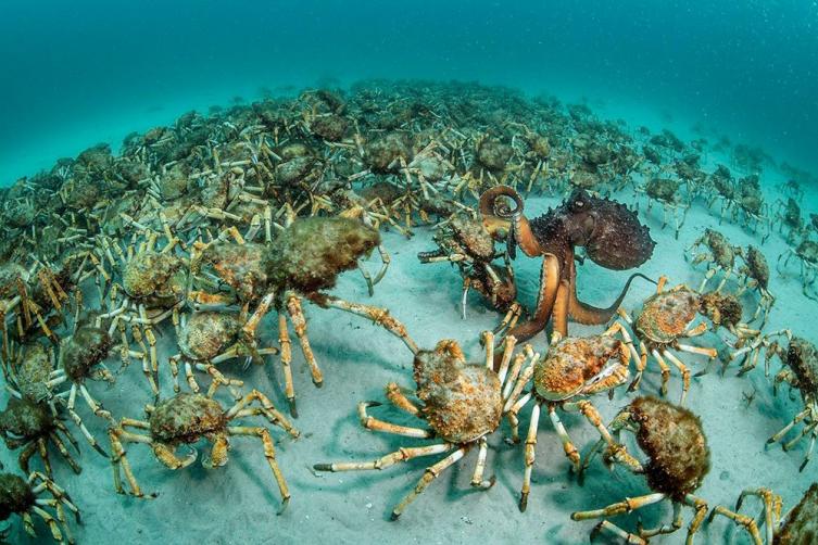 13 - Crab Surprise por Justin Gilligan, Australia..