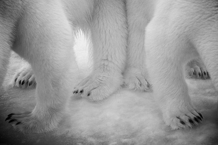 16 - Polar Pas de Deux por Eilo Elvinger, Luxemburgo.
