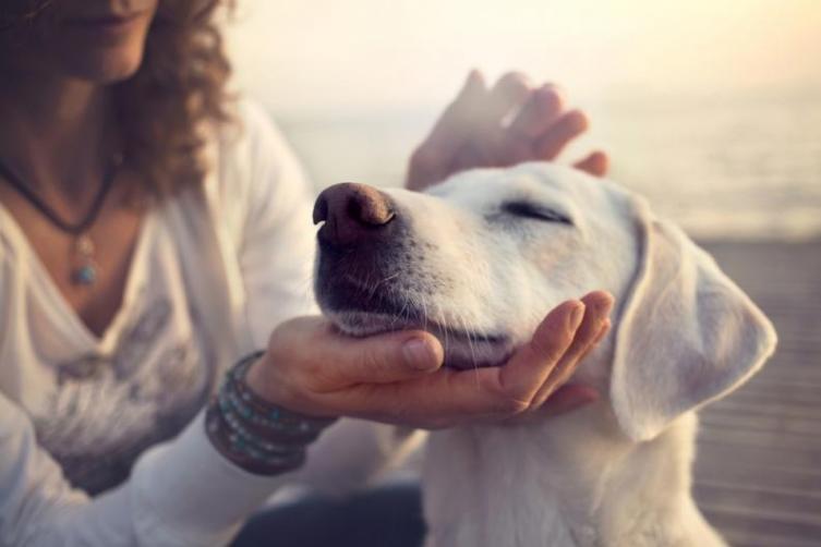 Los humanos quieren más a sus mascotas que a las personas