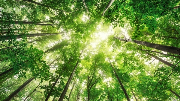 Las redes sociales originales están en la naturaleza: los árboles