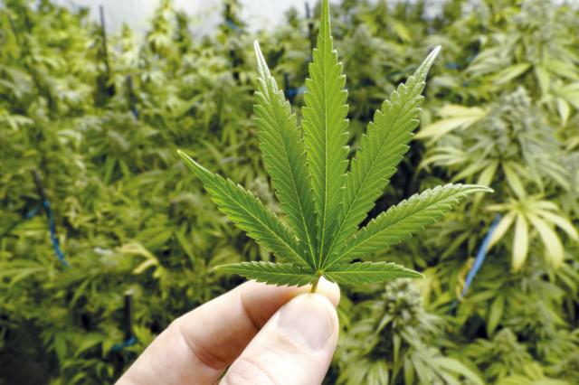 Peru legaliza el uso medicinal del cannabis