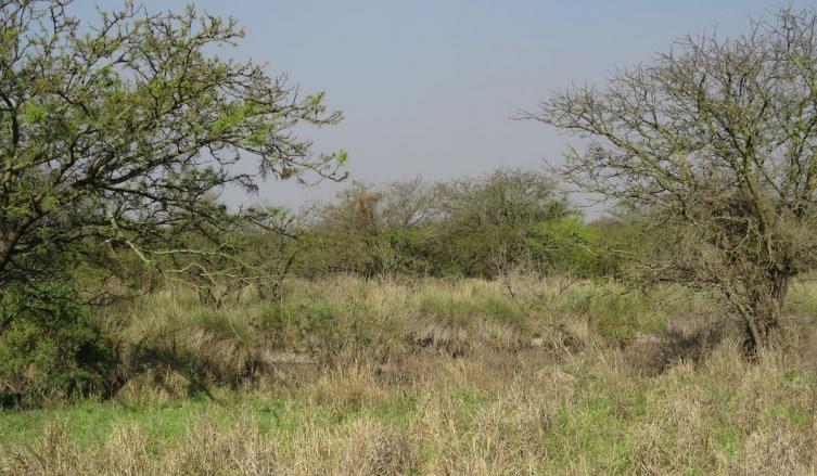 Brinda asistencia a productores para el aprovechamiento sustentable de bosques nativos