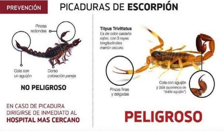 Salud brindó recomendaciones frente a la presencia de alacranes 