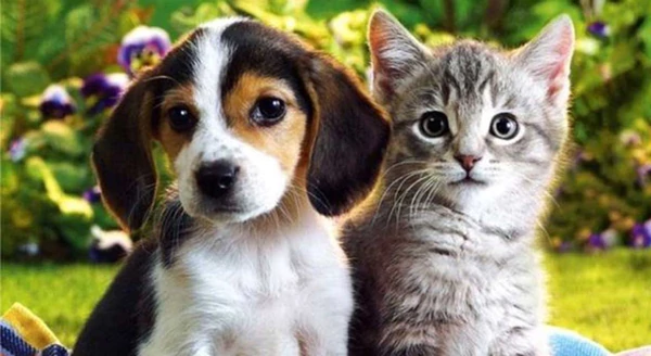 Un estudio científico reveló quién es más inteligente: ¿el gato o el perro?
