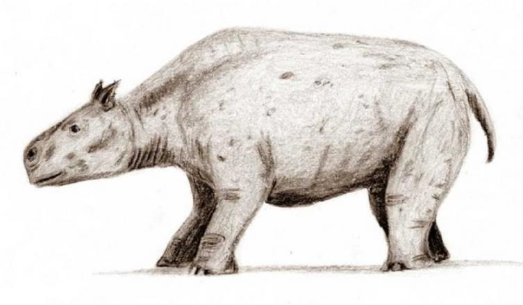 Hallaron restos fósiles de un animal que tendría de dos millones de años de antiguedad
