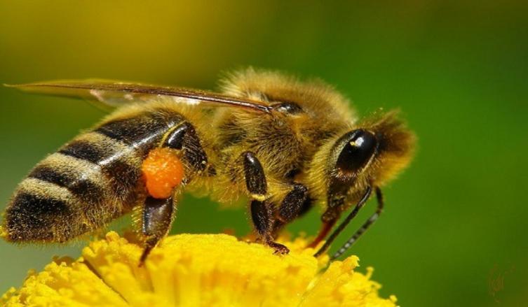 Las abejas han sido declaradas la especie más importante del mundo