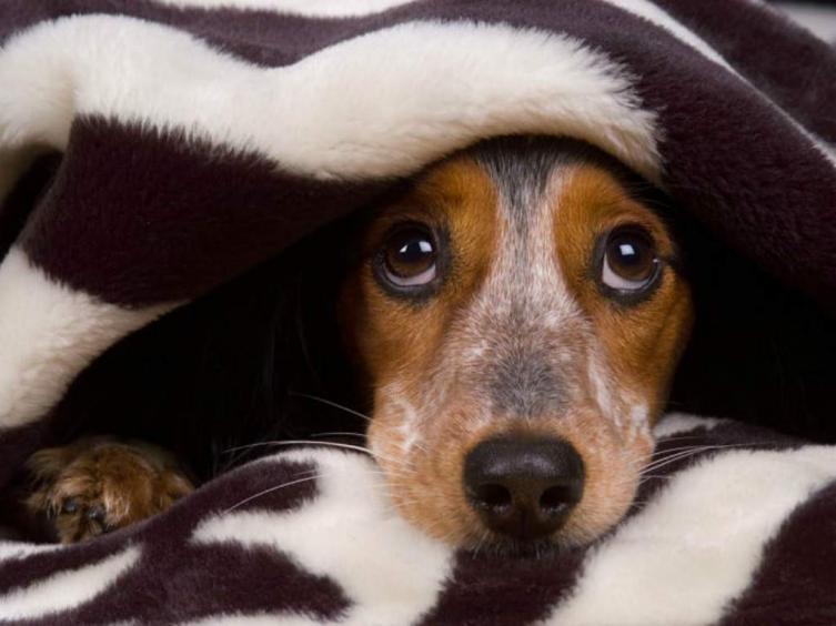 8 consejos para cuidar a tu mascota durante las fiestas