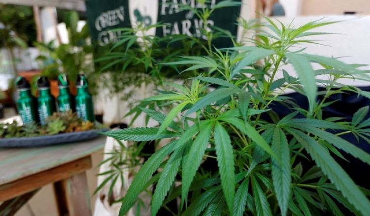 La marihuana recreativa llega a California, el mayor mercado del mundo