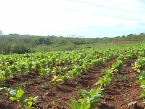 Tabacaleros denuncian retraso en el envío de fondos de Nación