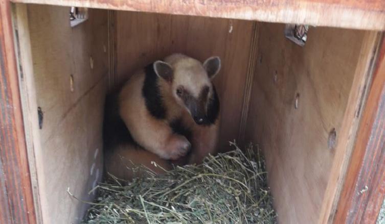 Se liberó un oso melero en su hábitat 