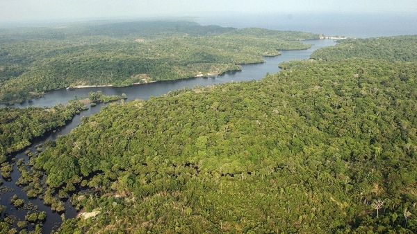 Por qué no necesitamos salvar a las especies en extinción