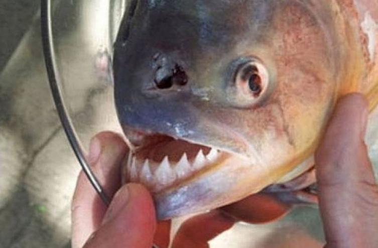 Las palometas mordieron a 16 personas