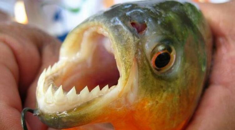 Ascienden a 38 las mordeduras de palometas