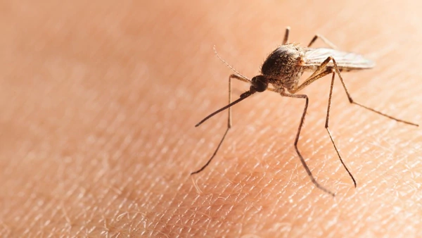Lo que hay que saber para cuidarse de los mosquitos