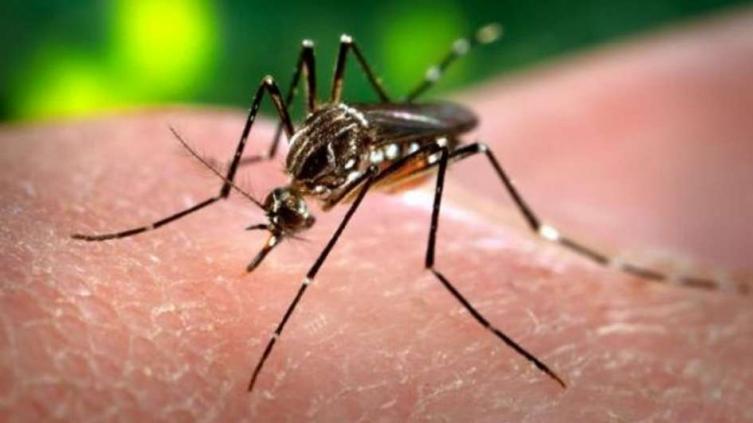 Recomendaciones ante la situación de fiebre amarilla