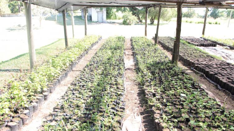 Refuerzan el trabajo con la Red Provincial de Viveros