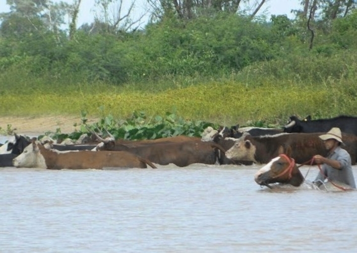 Productores evacúan el ganado en zona de islas