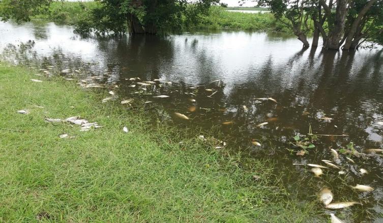 La provincia elaboró un informe sobre la mortandad de peces