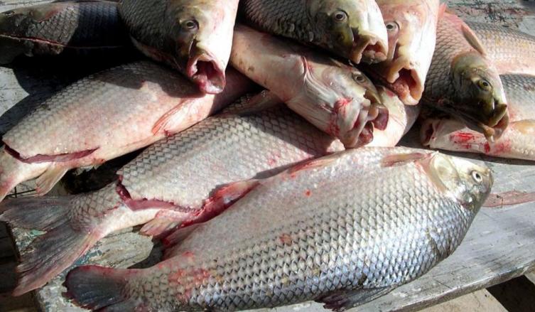 Mortandad de peces: ¿Dónde comprar pescado sin poner en riesgo la salud?