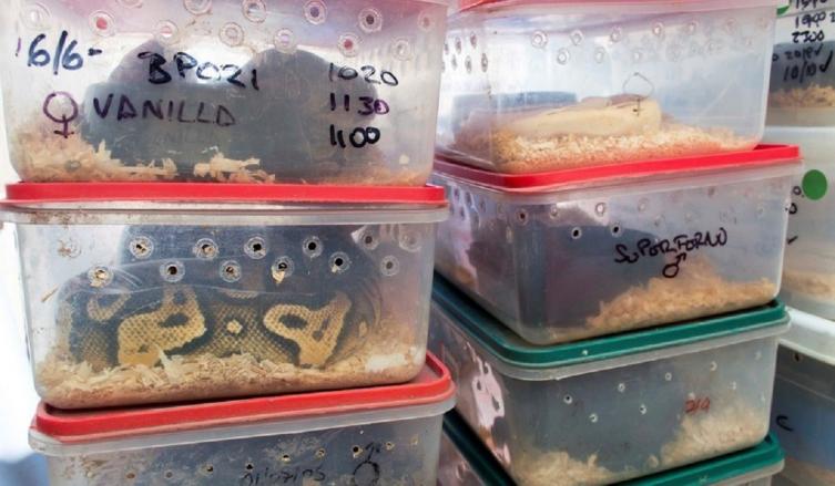 Tráfico de fauna silvestre: Argentina es una 