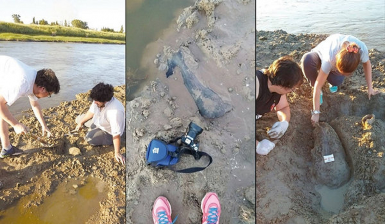 Hallaron más de 200 restos fósiles de animales prehistóricos en la cuenca del río Salado