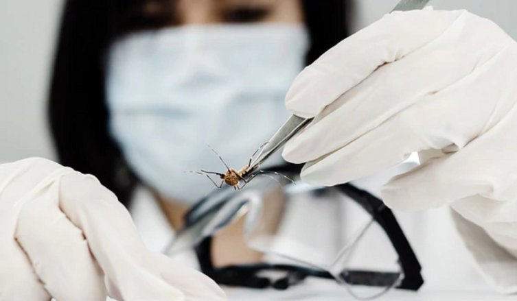 Confirmaron cuatro casos de dengue autóctono en la Ciudad de Buenos Aires