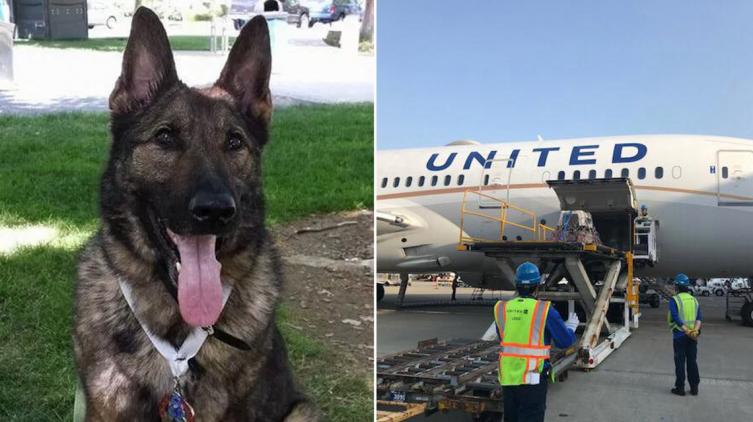 Despachó al perro en la bodega en un vuelo de cabotaje y se lo mandaron a Japón