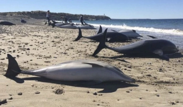 Aparecieron 49 delfines muertos en Puerto Madryn