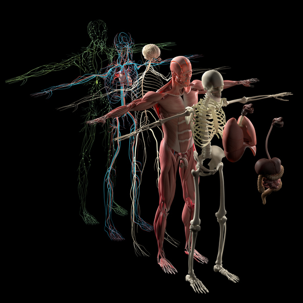 El intersticio, el nuevo órgano que acaban de descubrir en el cuerpo humano