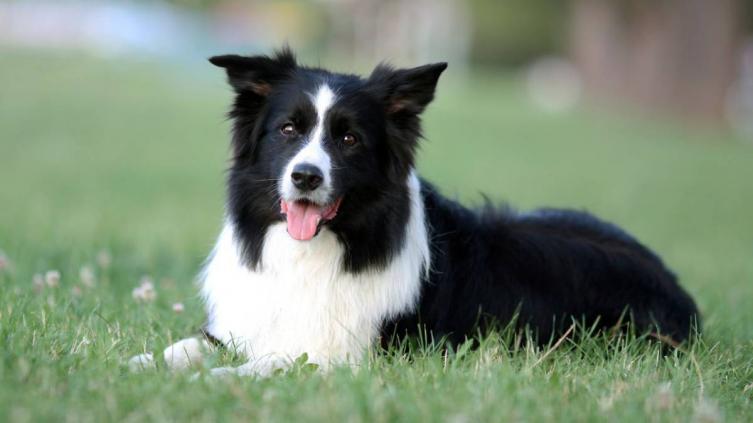 Las razas de perro más inteligentes, según la psicología