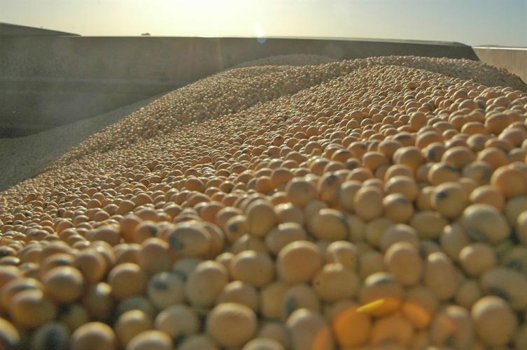 Por primera vez en 20 años, Argentina importará soja