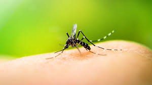 Confirmaron dos nuevos casos autóctonos de dengue en Córdoba